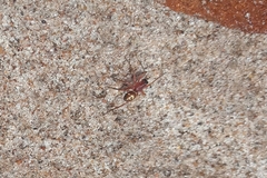 Steatoda ancorata