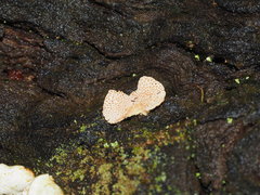 Panellus pusillus