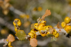 Cerococcus quercus