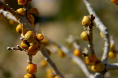 Cerococcus quercus