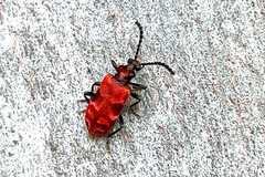 Lemodes coccinea