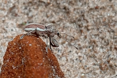 Alceis curtus