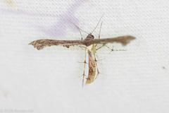 Michaelophorus indentatus