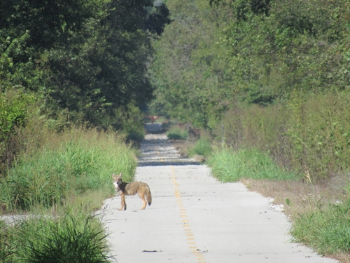 Coyote photographed in Oklahoma