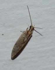 Micromus posticus