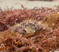 Pilumnus