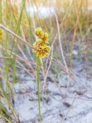 Androtrichum trigynum