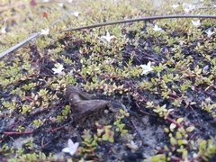 Oldenlandia salzmannii