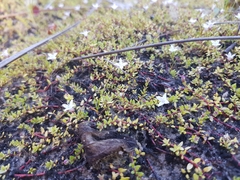 Oldenlandia salzmannii