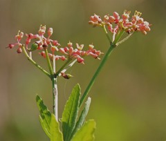 Cissus palmata