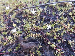 Oldenlandia salzmannii