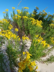 Senecio platensis