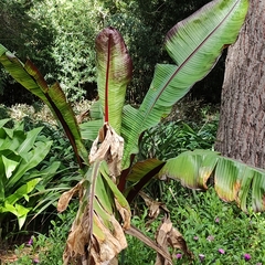 Ensete