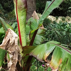 Ensete