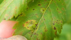 Lasioptera spiraeafolia