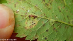 Lasioptera spiraeafolia