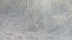 Nothoprocta cinerascens