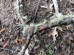 Phryganidia californica