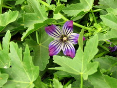 Malva pacifica