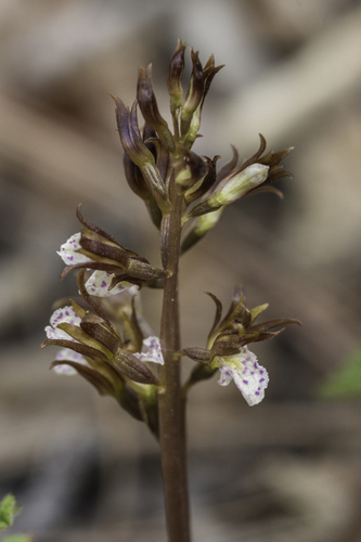 Spring coralroot (Corallorhiza wisteriana)