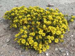 Deinandra streetsii