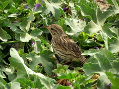 Passerculus sandwichensis sanctorum