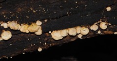 Panellus pusillus