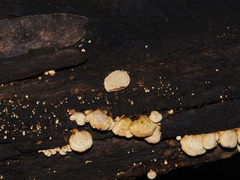 Panellus pusillus