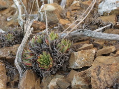 Dudleya linearis