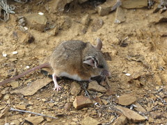 Peromyscus eremicus cedrosensis