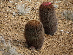 Ferocactus chrysacanthus