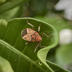 Graptostethus servus