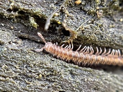 Macrosternodesmidae