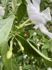 Graptostethus servus