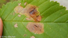 Cameraria betulivora