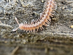 Macrosternodesmidae