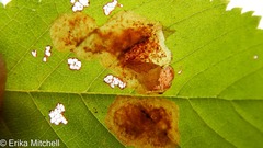 Cameraria betulivora