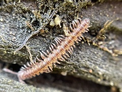 Macrosternodesmidae