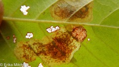 Cameraria betulivora