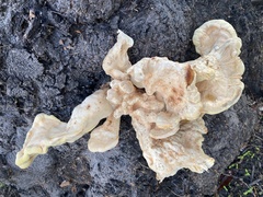 Laetiporus gilbertsonii