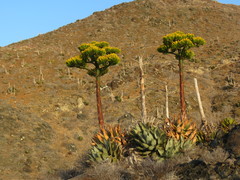 Agave sebastiana