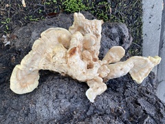 Laetiporus gilbertsonii