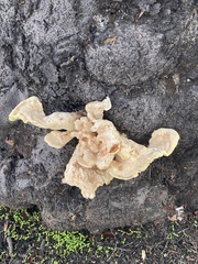 Laetiporus gilbertsonii