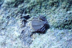 Pseudogarypus