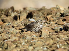 Passerculus sandwichensis sanctorum