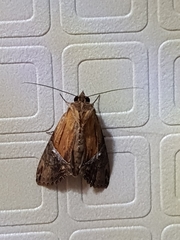 Ercheia cyllaria