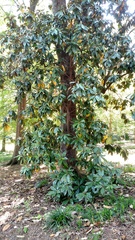 Magnolia grandiflora