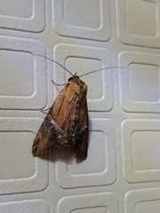Ercheia cyllaria