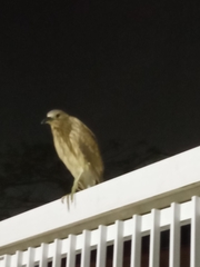 Nycticorax nycticorax