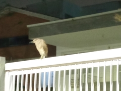 Nycticorax nycticorax